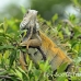 iguana_spinytailed_black_gua_h_0046_ecu0046.jpg